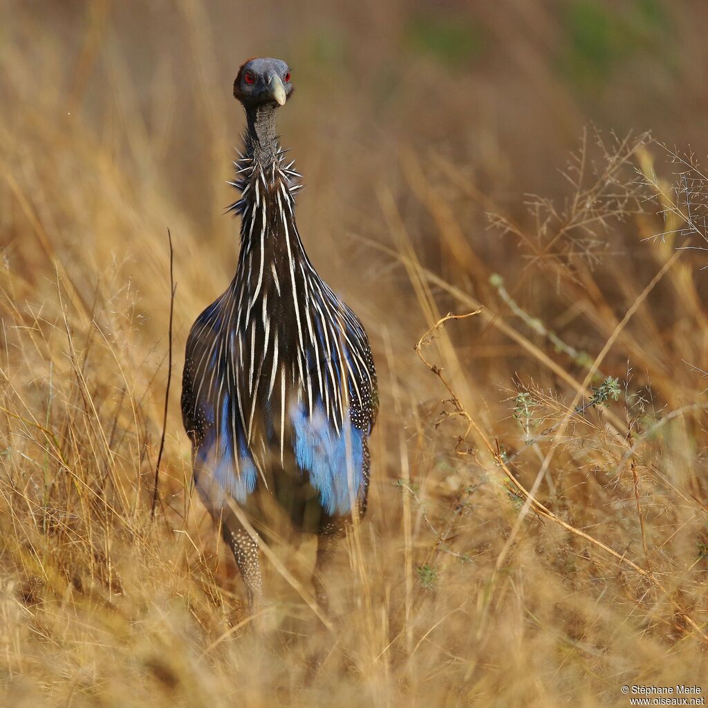 Vulturine Guineafowladult