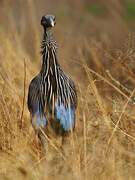 Vulturine Guineafowl