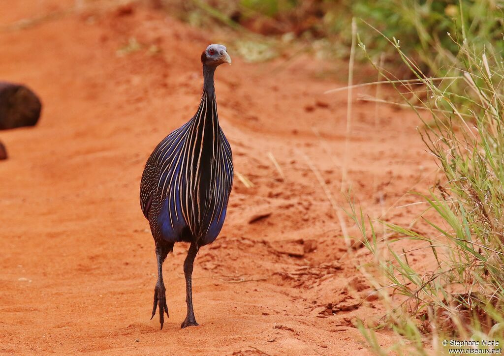 Vulturine Guineafowladult