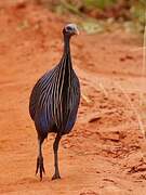 Vulturine Guineafowl