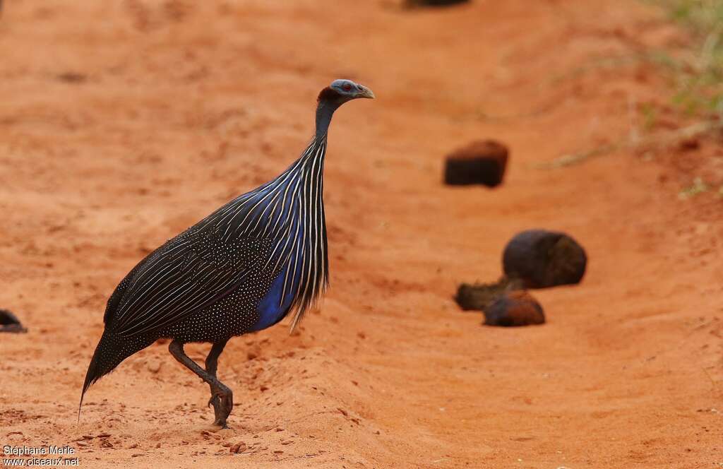 Vulturine Guineafowl