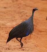 Vulturine Guineafowl