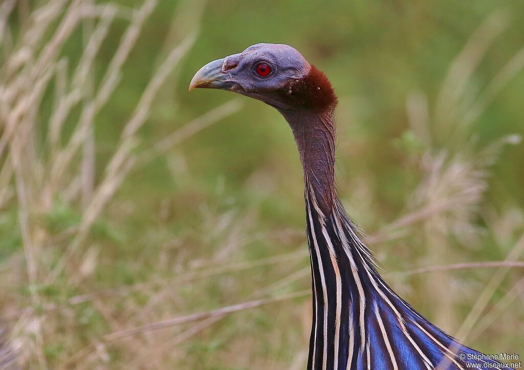 Vulturine Guineafowladult