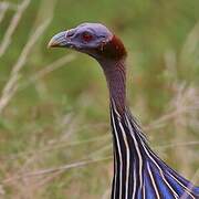 Vulturine Guineafowl