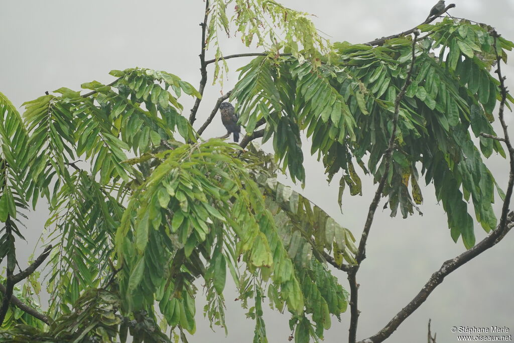 Bronze-winged Parrot