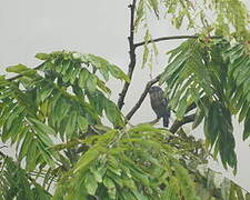 Bronze-winged Parrot