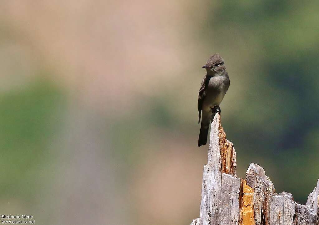 Western Wood Peweeadult, pigmentation, Behaviour