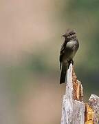 Western Wood Pewee