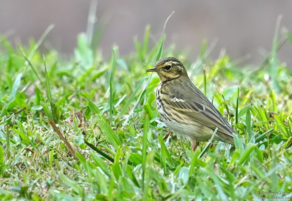 Pipit à dos olive