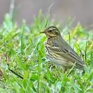 Pipit à dos olive