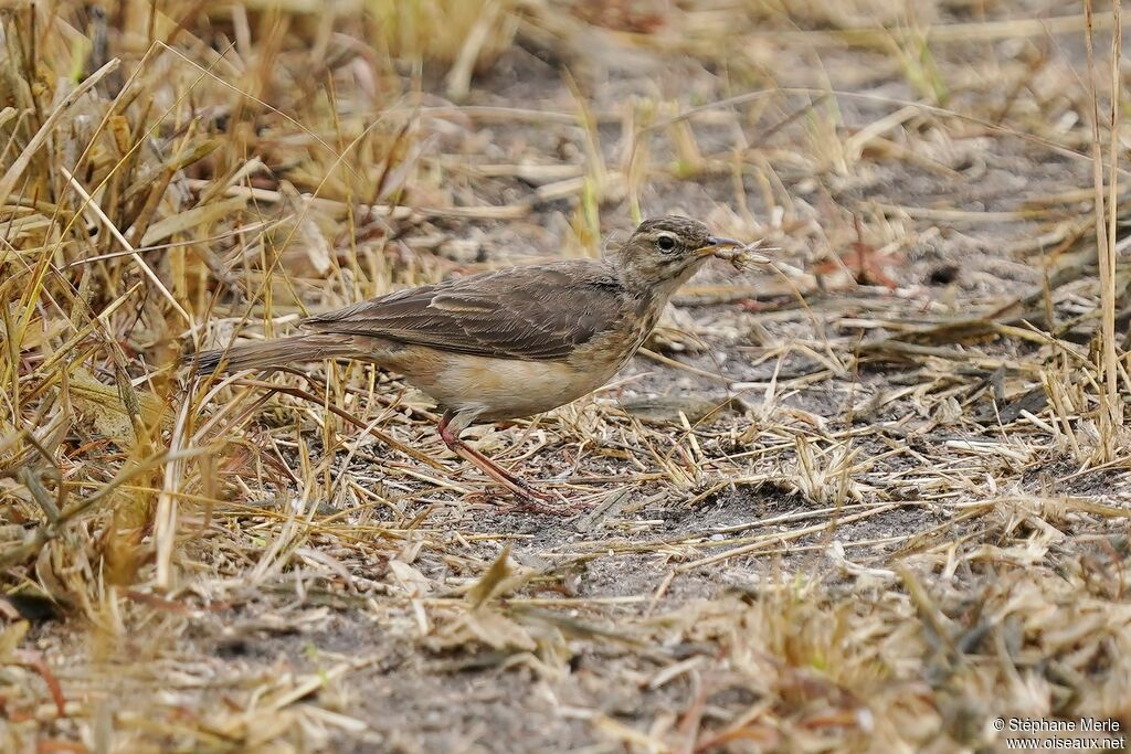 Pipit à dos uniadulte