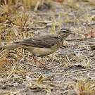 Pipit à dos uni