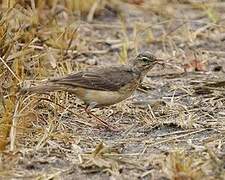 Plain-backed Pipit