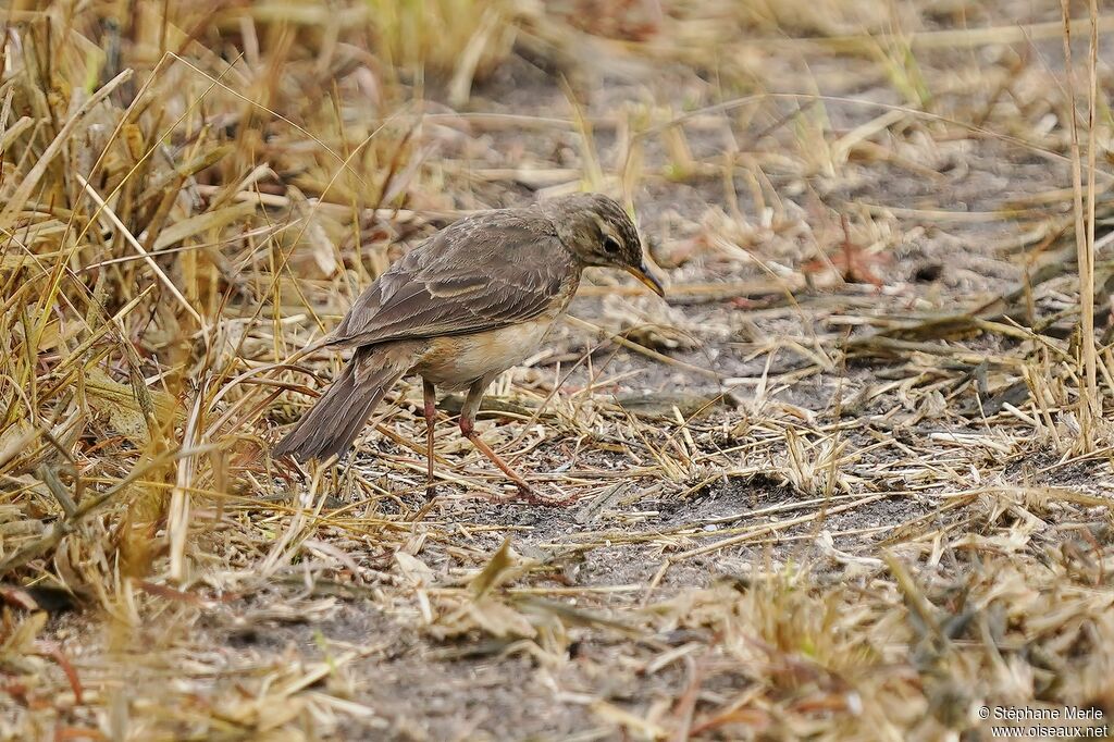 Pipit à dos uniadulte