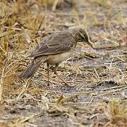 Plain-backed Pipit