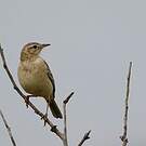 Pipit à dos uni
