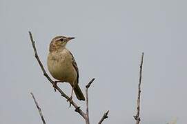 Plain-backed Pipit