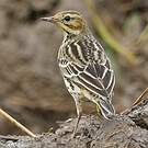 Pipit à gorge rousse