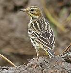 Pipit à gorge rousse