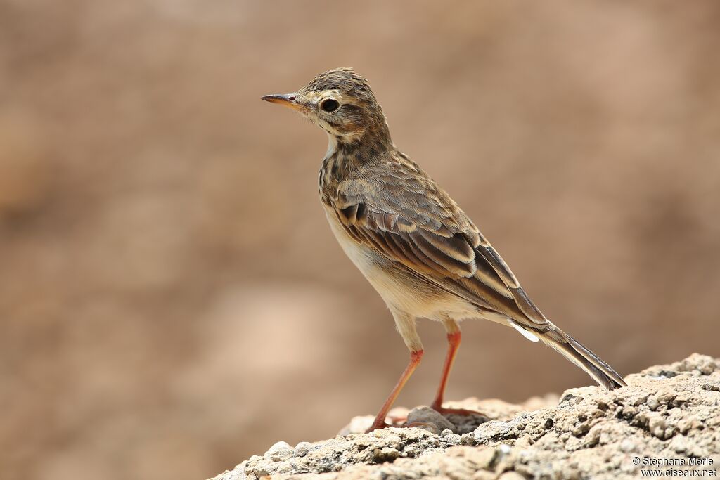 Pipit africainadulte