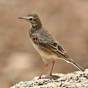 African Pipit