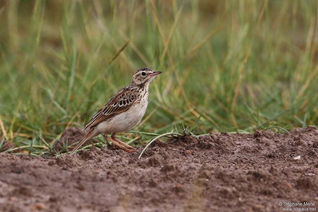 African Pipit