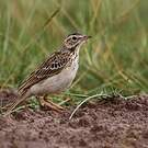 Pipit africain