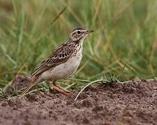 African Pipit