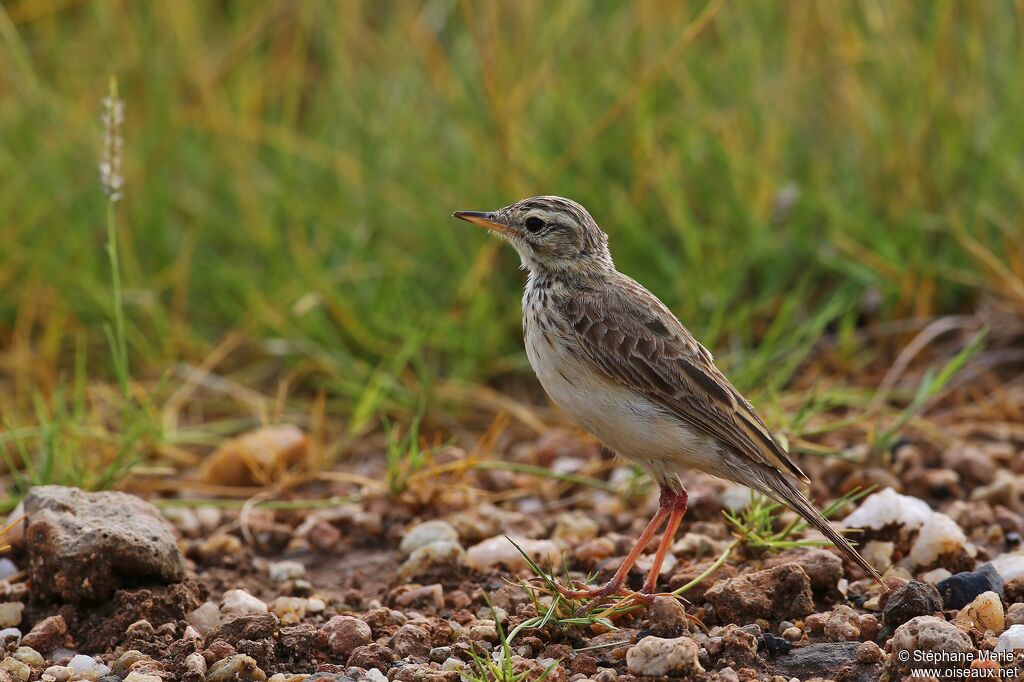 Pipit africain