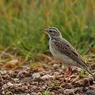 Pipit africain