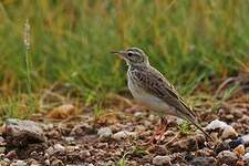 Pipit africain