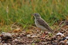 Pipit africain