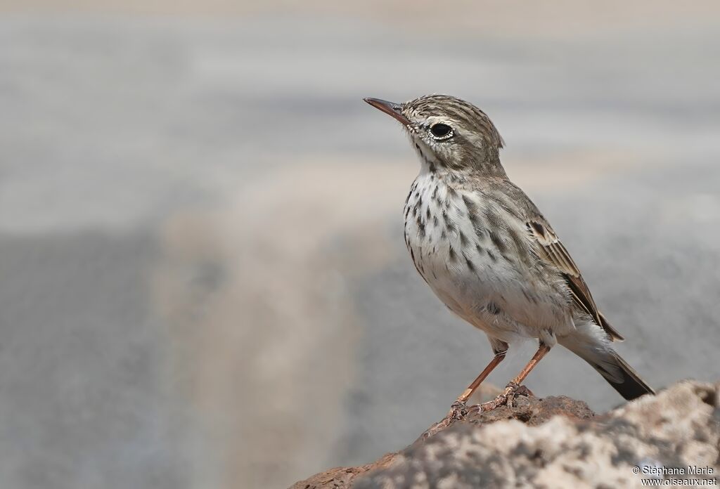 Pipit de Berthelot