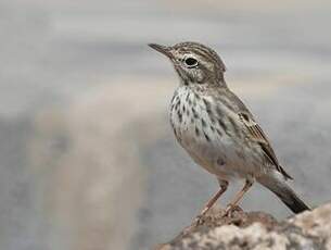 Pipit de Berthelot