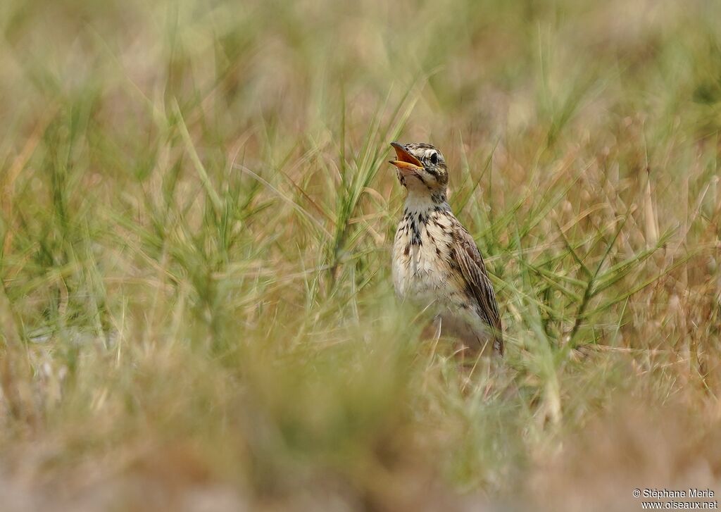 Pipit de Melinda