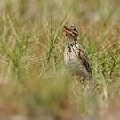 Pipit de Melinda