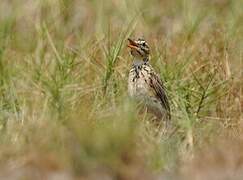 Malindi Pipit