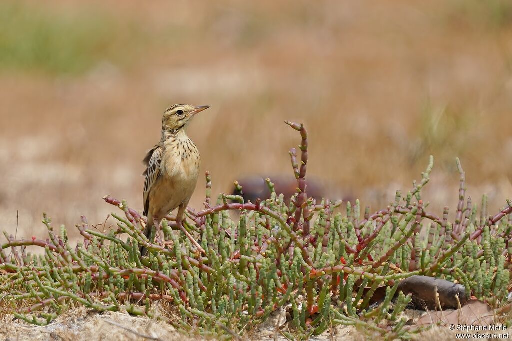 Pipit de Melinda