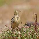 Pipit de Melinda