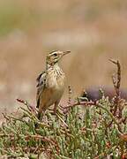 Malindi Pipit