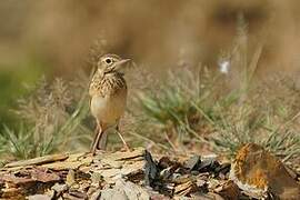 Richard's Pipit