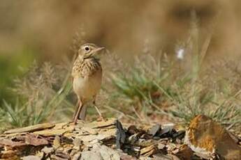 Pipit de Richard