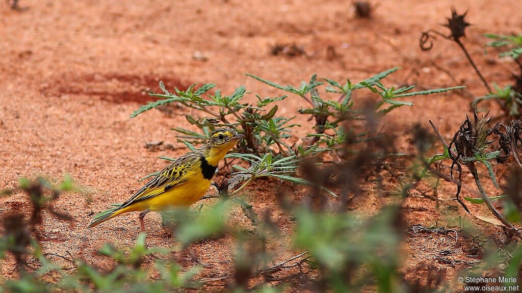 Golden Pipit male adult