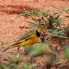 Pipit doré
