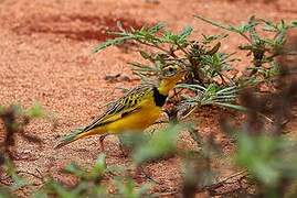 Golden Pipit