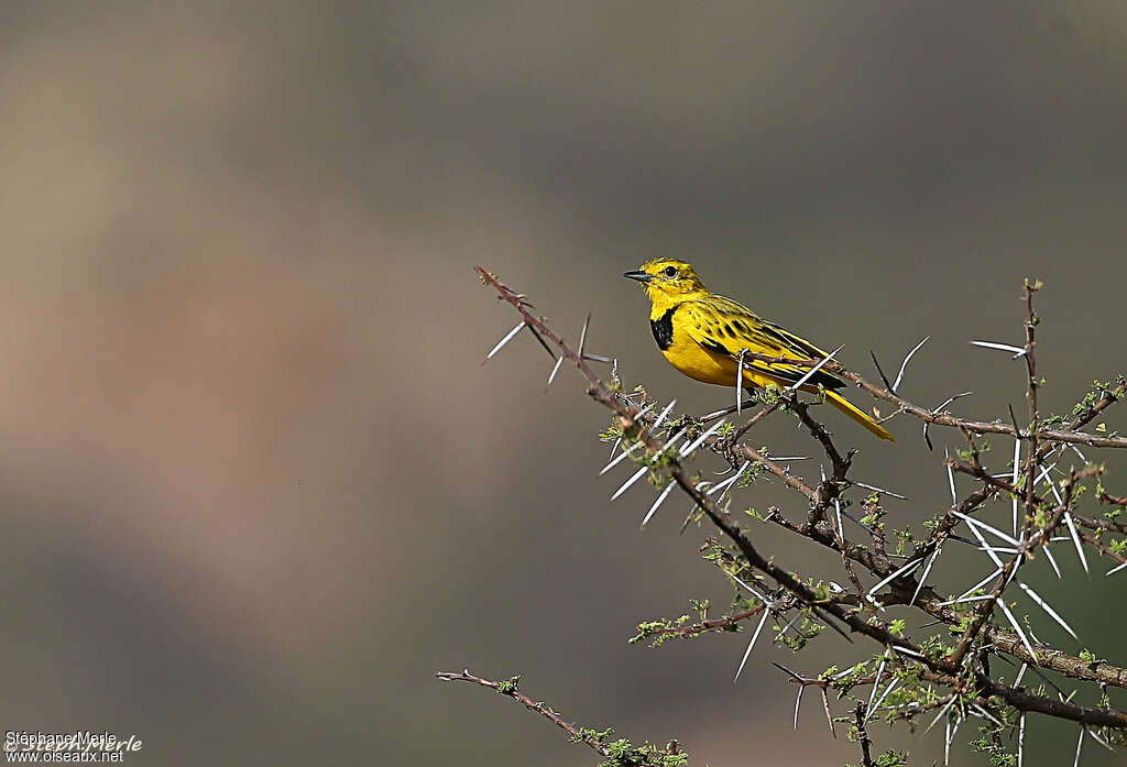 Golden Pipit male adult, habitat, pigmentation