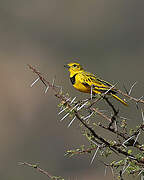 Golden Pipit