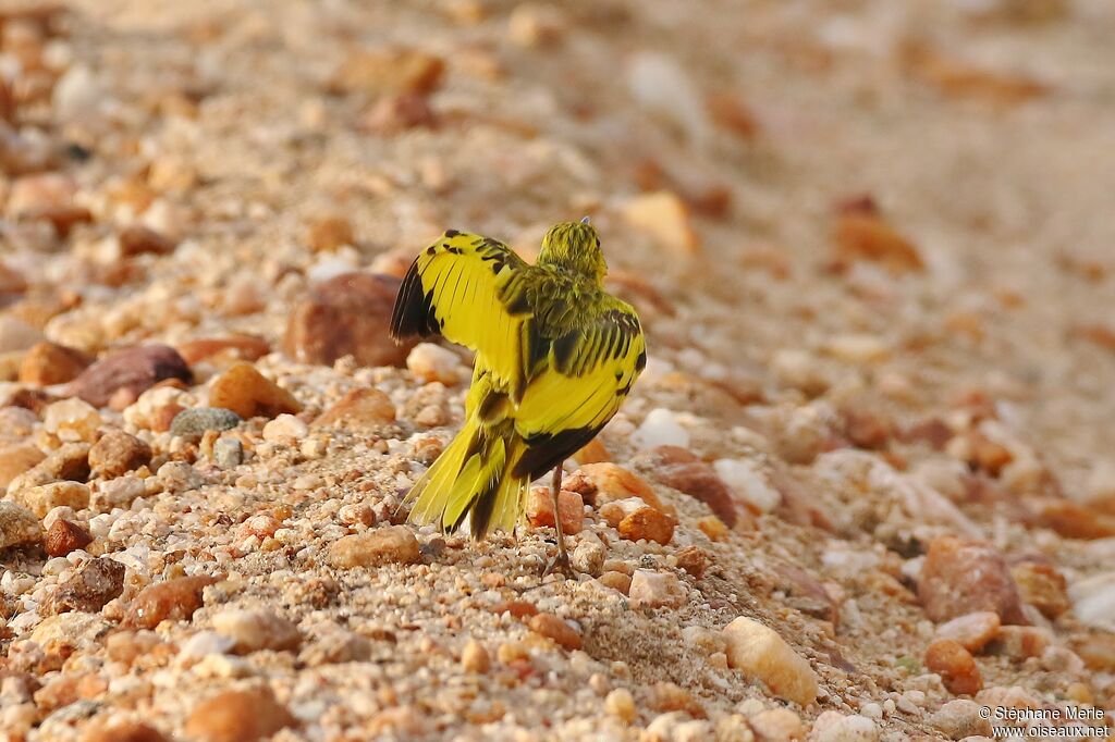 Pipit doré mâle adulte