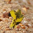 Pipit doré