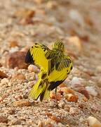 Golden Pipit